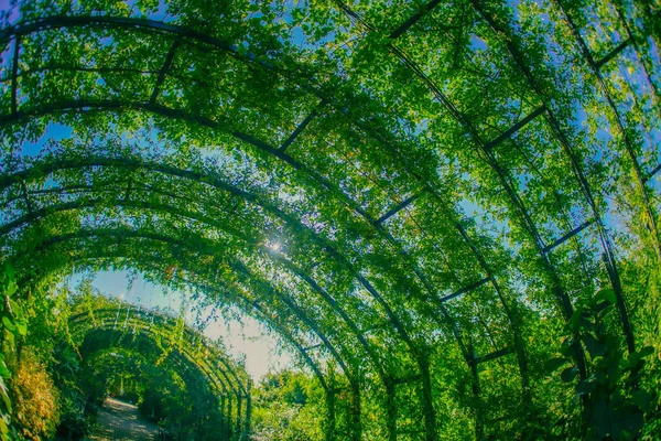 Arco Vegetal Arco Verde Ubicación Del Disparo Nishi Yokohama —  Fotos de Stock