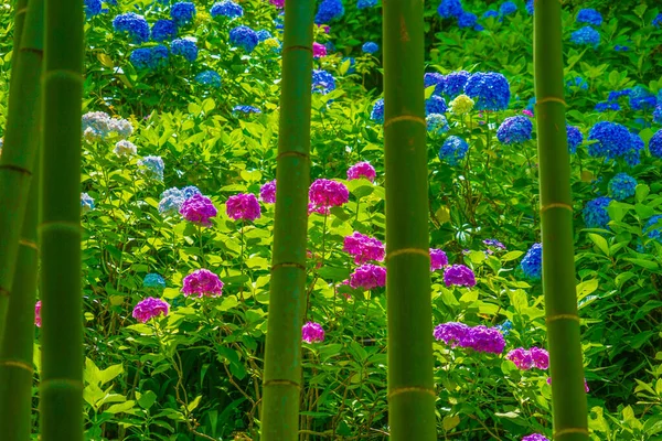 Hydrangea Och Bambuskogen Fotografering Plats Kamakura City Kanagawa Län — Stockfoto