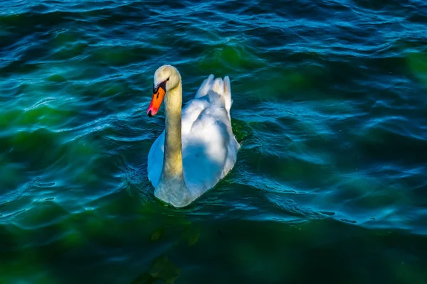 Swan Sennami Park Místo Střelby Město Tskuba Ibaraki Pref — Stock fotografie