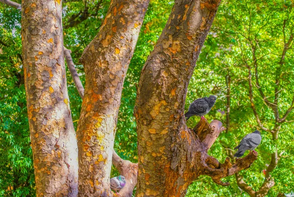 Gołąb Utknął Drzewie Rozmieszczenie Meguro Tokio — Zdjęcie stockowe