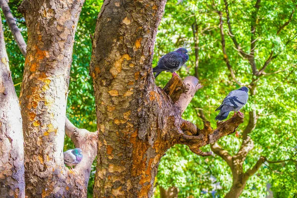 Pigeon Stuck Tree Shooting Location Meguro Tokyo — Stock Photo, Image
