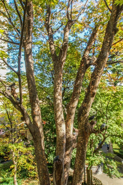 Голубь Застрял Дереве Место Съемок Мэгуро Токио — стоковое фото