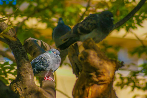 鳩が木に刺さった 撮影場所 東京都目黒区 — ストック写真