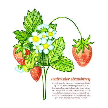 suluboya - çilek dal yaprak, meyve ve çiçek ile