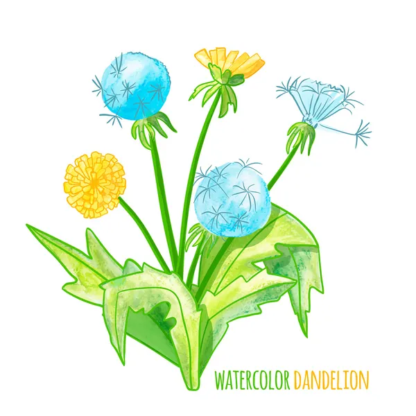 Vector illustration. watercolor dandelions.