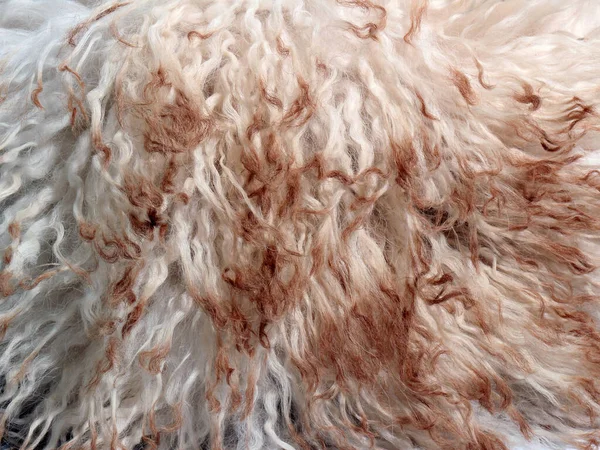 白い茶色の柔らかい天然羊の羊毛の質感の背景 白のクローズアップの質感 — ストック写真