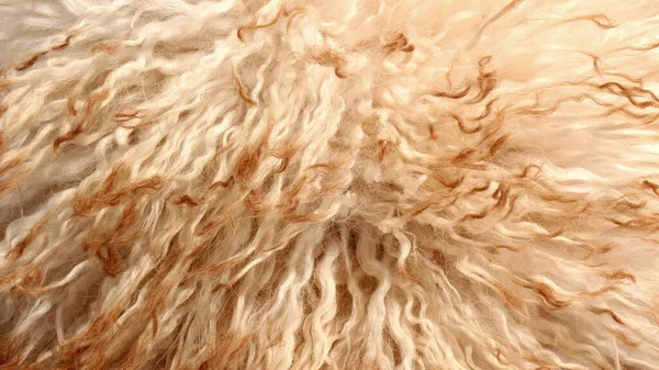 白い茶色の柔らかい天然羊の羊毛の質感の背景 白色のふかふかの毛皮と茶色の色合いのクローズアップテクスチャ — ストック写真