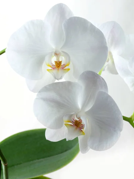 Flowering Branch Orchid Phalaenopsis Moth Dendrobium Close White Background Floral — Stock Photo, Image