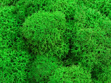 Parlak yeşil yosun deseni ve arka plan. Yakın çekim. 