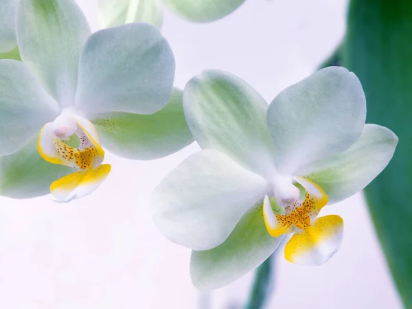 Flowering Branch Orchid Phalaenopsis Moth Dendrobium Close White Background Floral — Fotografia de Stock