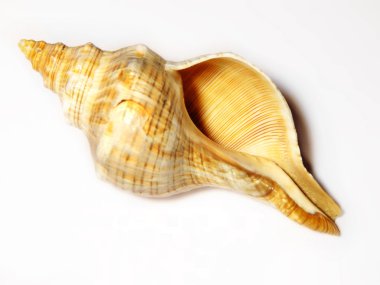 deniz kabuğu beyaz üzerine izole