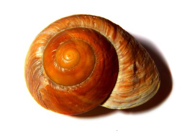 deniz kabuğu beyaz üzerine izole