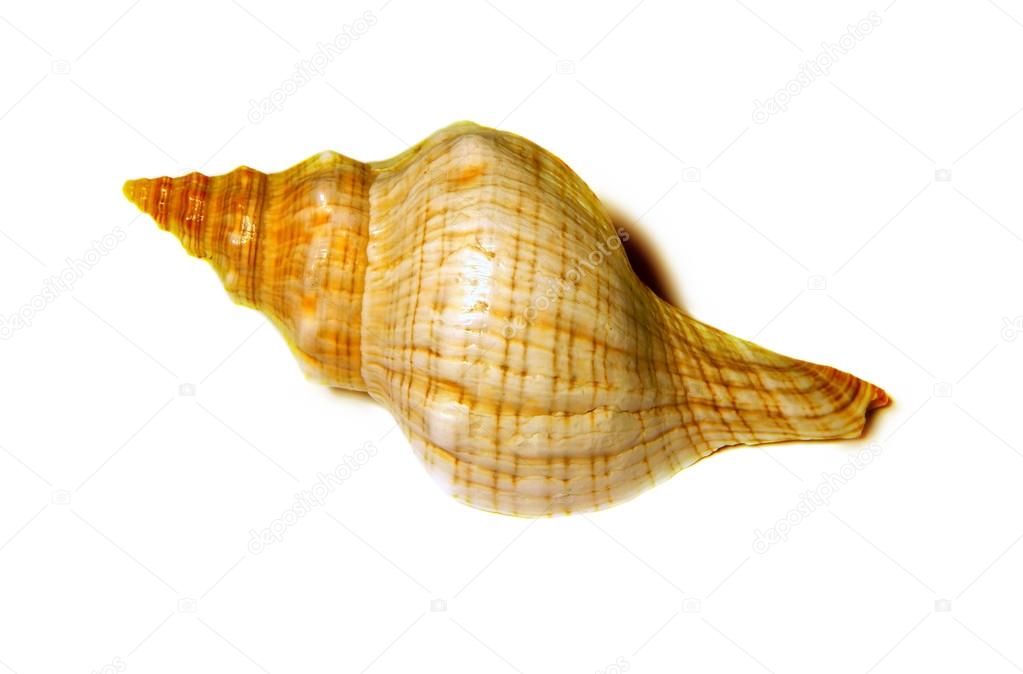 Seashell isolated on white