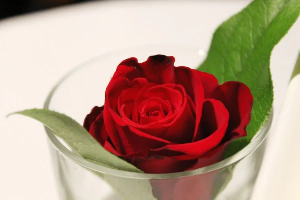 在一个玻璃特写镜头的红玫瑰 — 图库照片