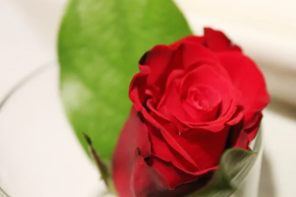 在一个玻璃特写镜头的红玫瑰 — 图库照片