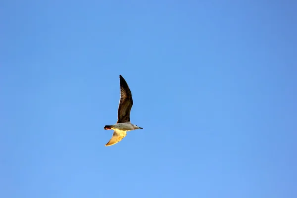 Gaviota volando en el cielo —  Fotos de Stock