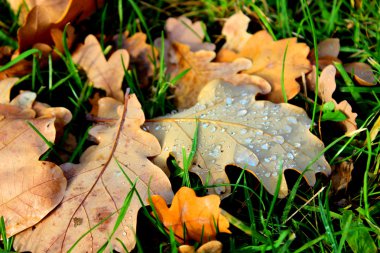 Autumn Oak leaves covered with dew drops clipart