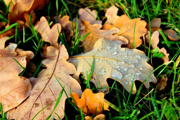 Foglie di quercia autunnale ricoperte di gocce di rugiada — Foto Stock