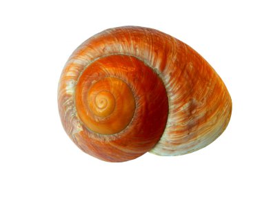 deniz kabuğu beyaz üzerine izole