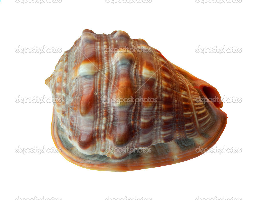 Seashell isolated on white