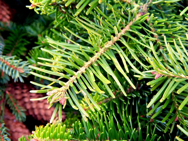 Árbol de Navidad rama de primer plano — Foto de Stock