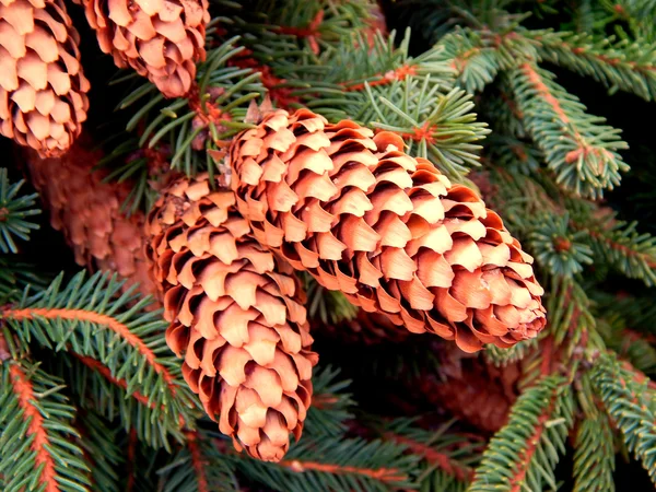 Cones de pinheiro em ramos — Fotografia de Stock