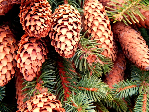 Cones de pinheiro em ramos — Fotografia de Stock