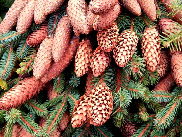 Cones de pinheiro em ramos — Fotografia de Stock