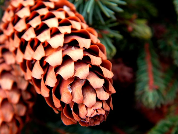 Pine cones on branches — Stock Photo, Image