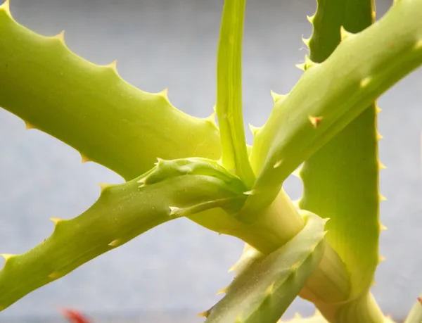 Zöld aloe vera növény Vértes — Stock Fotó