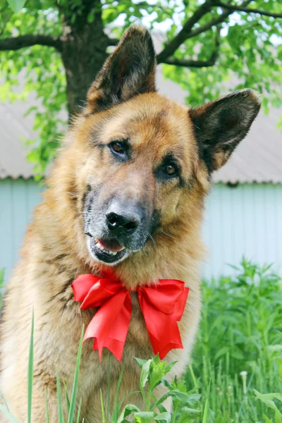 German Shepherd with a red bow — Stock Photo, Image