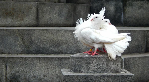 Zwei schöne weiße Tauben sitzen nebeneinander auf einem Felsen — Stockfoto