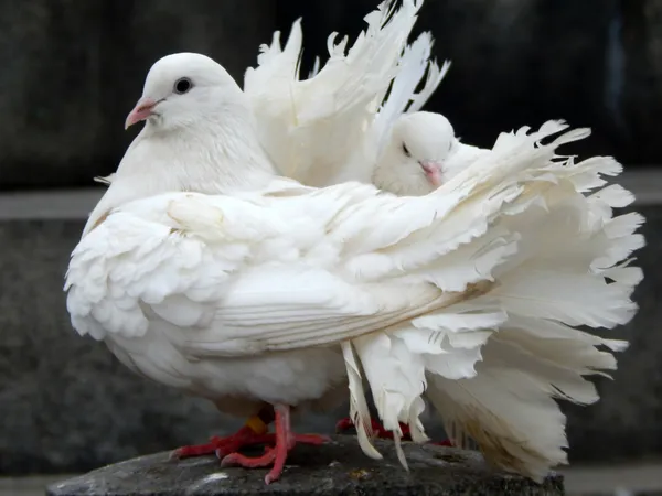 Deux belles colombes blanches assises sur un rocher les unes à côté des autres — Photo
