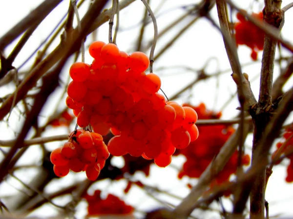 Egy ág őszi vörös ashberry — Stock Fotó