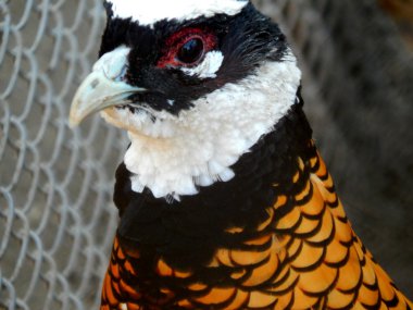 mooie exotische vogel Fazant