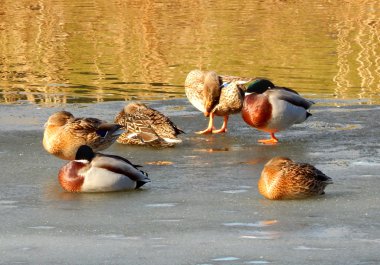 güzel ördek drake donmuş göl üzerinde