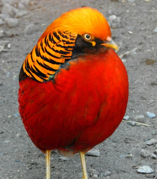 Красивая экзотическая птица Золотой фазан (Chrysolophus pictus ) — стоковое фото