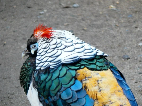 Beautiful exotic bird pheasant — Stock Photo, Image