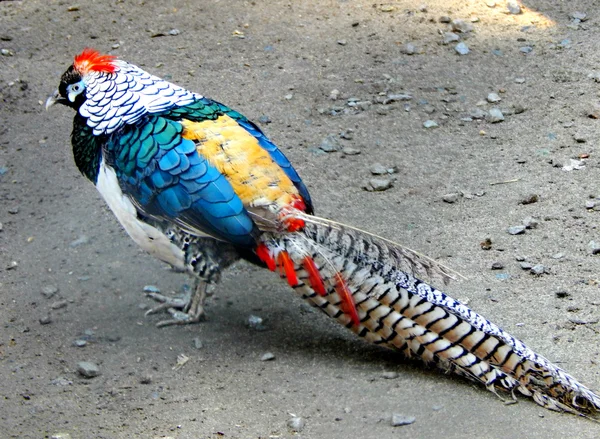 Beautiful exotic bird pheasant — Stock Photo, Image