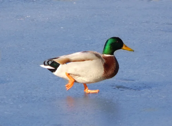 Szép kacsa drake a befagyott tavon — Stock Fotó