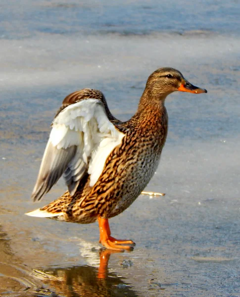 Beautiful duck drake on the frozen lake — Stock Photo, Image