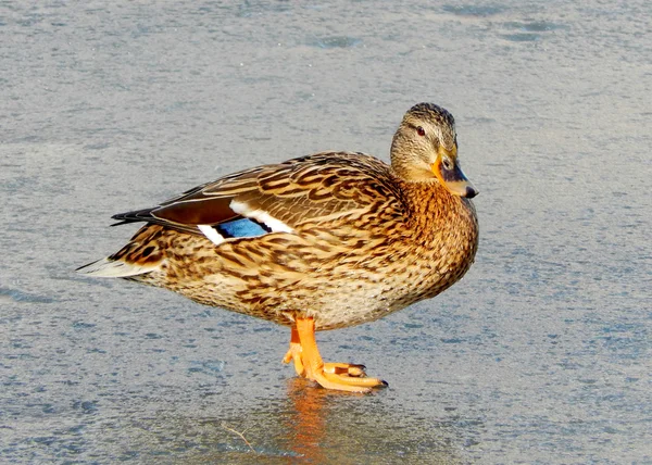 Beautiful duck drake on the frozen lake — Stock Photo, Image