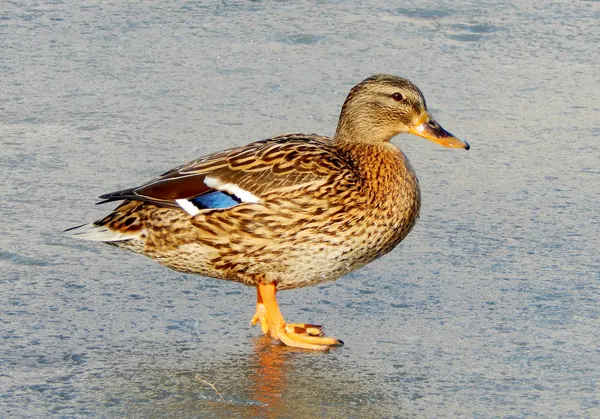 Beautiful duck drake on the frozen lake — Stock Photo, Image