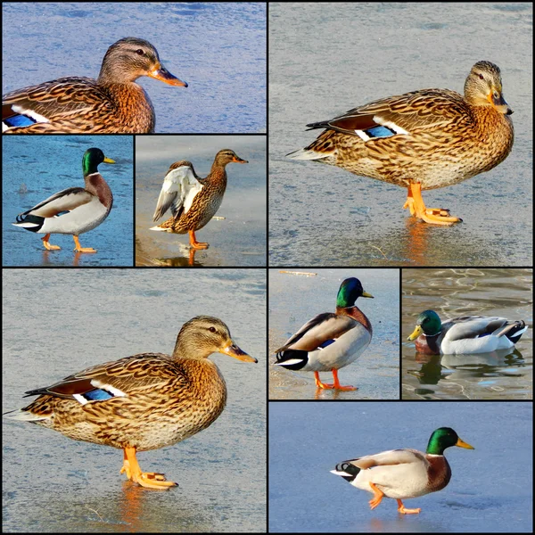 Beautiful duck drake on the frozen lake — Stock Photo, Image