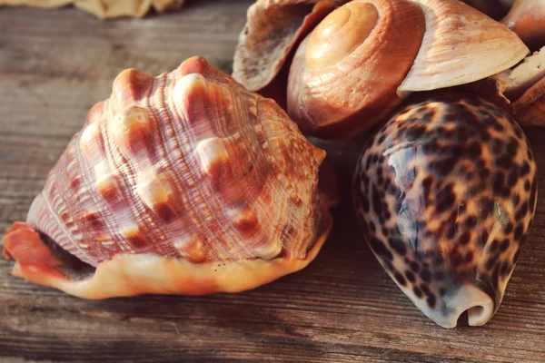 Seashells on a wooden background — Stock Photo, Image