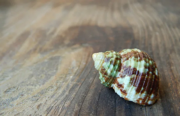 Seashell on a wooden background — Stock Photo, Image