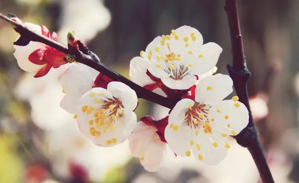 Fleurs de fleurs de cerisier de printemps - sakura - sur le ciel bleu — Photo