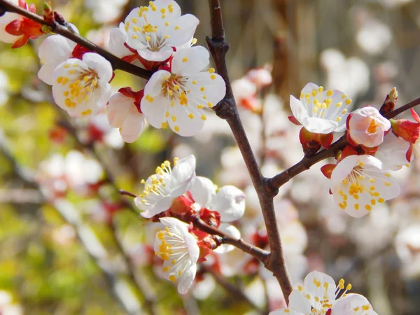 Fleurs de fleurs de cerisier de printemps - sakura - sur le ciel bleu — Photo