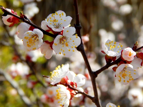 Fiori di ciliegio primaverili - sakura - sopra il cielo blu — Foto Stock