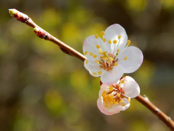 Fleurs de fleurs de cerisier de printemps - sakura - sur le ciel bleu — Photo